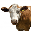 Também carne bovina irlandesa está contaminada com dioxina